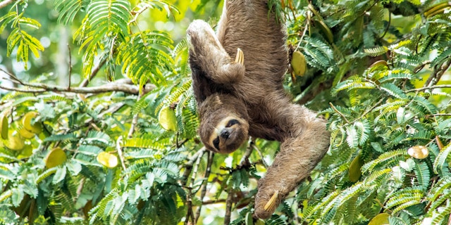 Pacaya-Samiria National Reserve-0