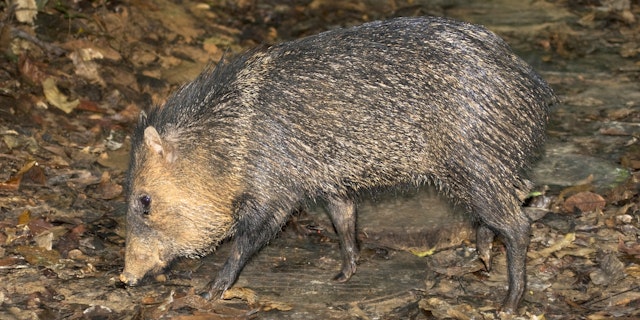 Pacaya-Samiria National Reserve-3