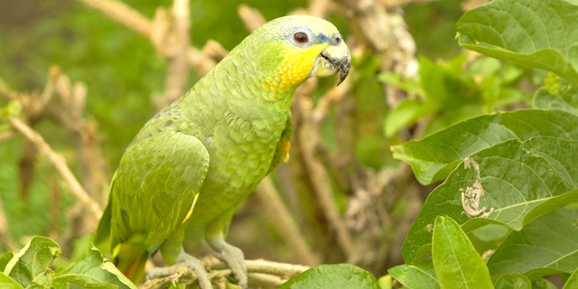 The Amazon Ecuador-6