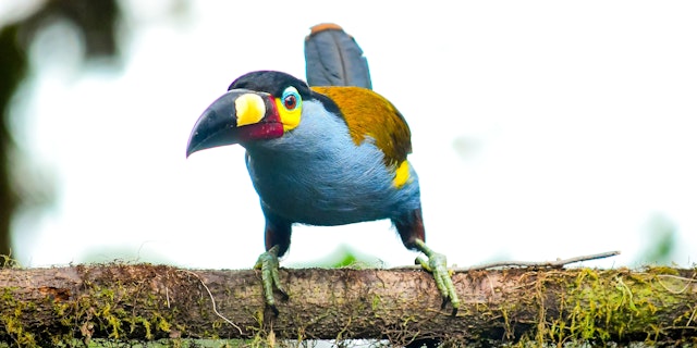 The Amazon Ecuador-2