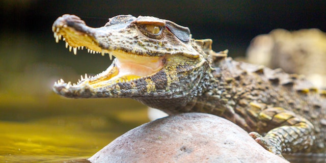 The Amazon Ecuador-1