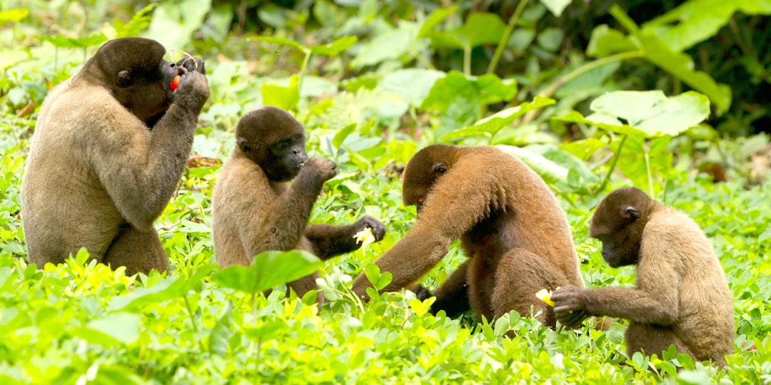 Quilotoa und Vulkanstraße: 2 Wochen Abenteuer