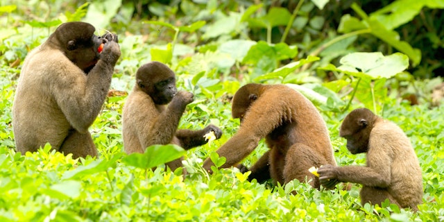 The Amazon Ecuador-7