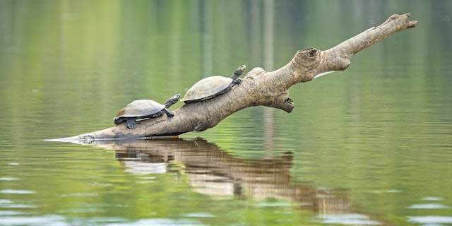 The Amazon Ecuador-4