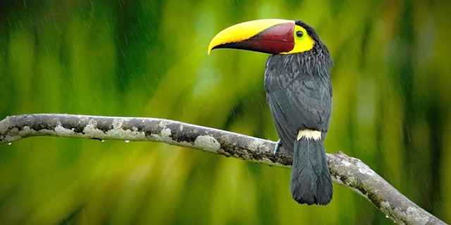 The Amazon Ecuador-5