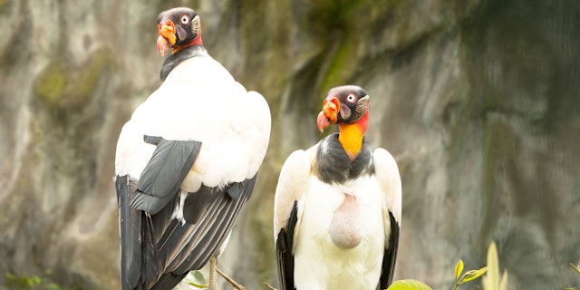 The Amazon Ecuador-8