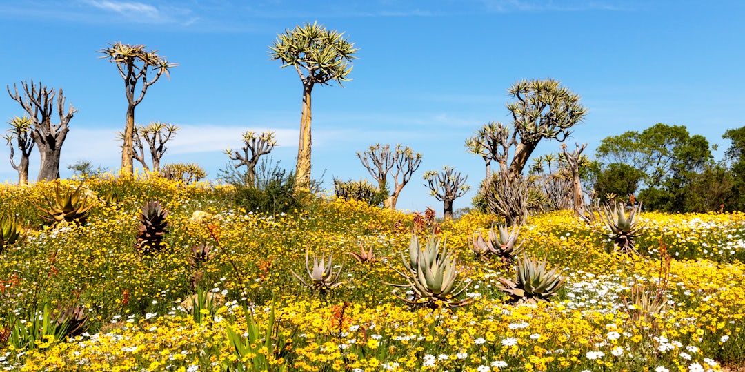 Circuit Afrique du Sud et Namibie : road trip de 3 semaines