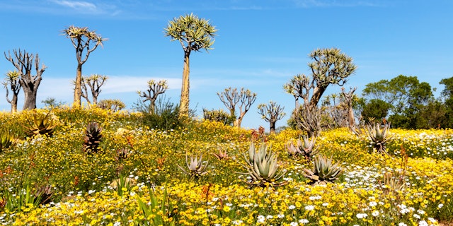 Afrika grenzenlos: Von Kapstadt nach Namibia