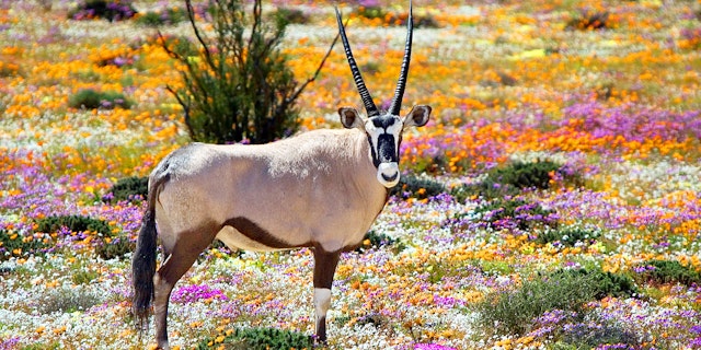 Namaqualand-1