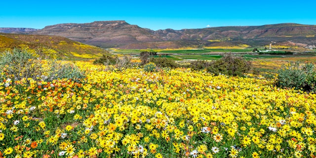 Namaqualand-4