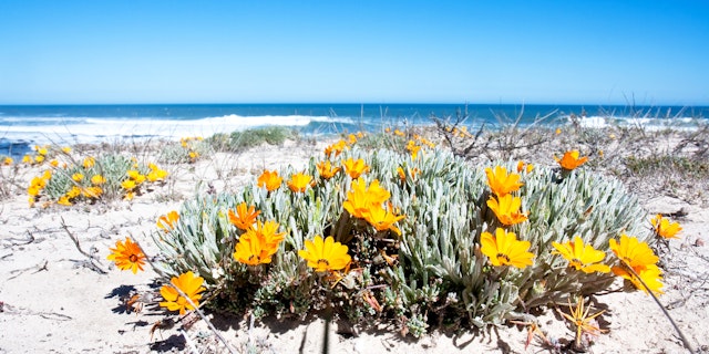 Namaqualand-4