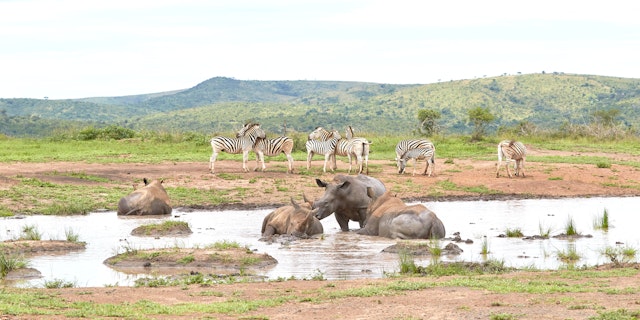 Wildtiere hautnah: Privatsafari in Drakensberg