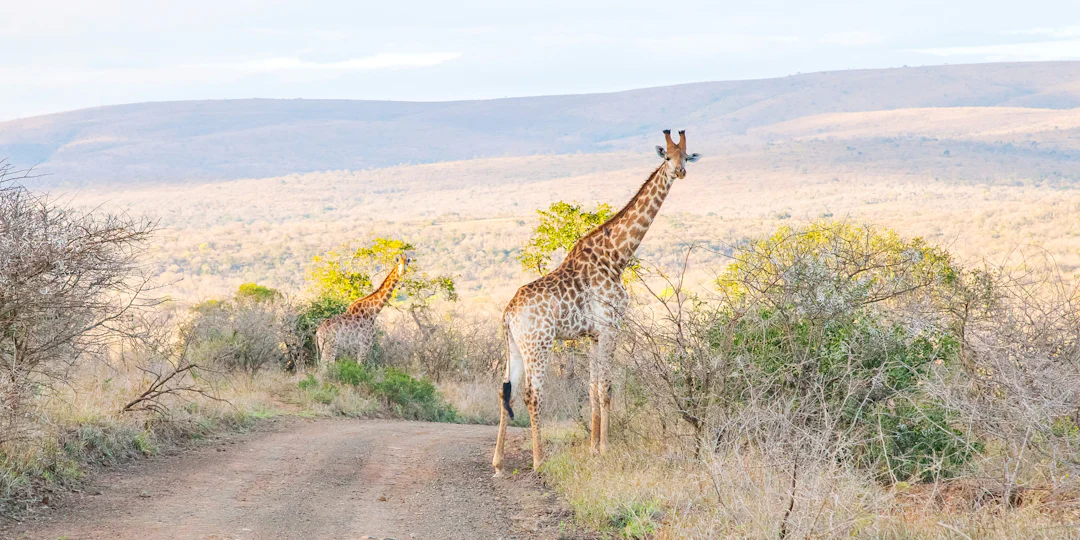 Kruger Nationalpark Safari in Südafrika