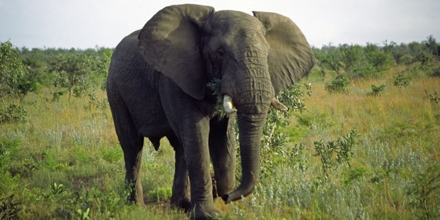 Safari Abenteuer im Norden