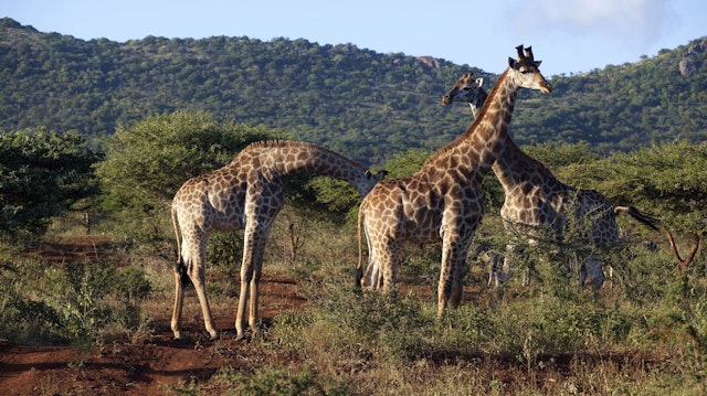 Safari Abenteuer im Norden