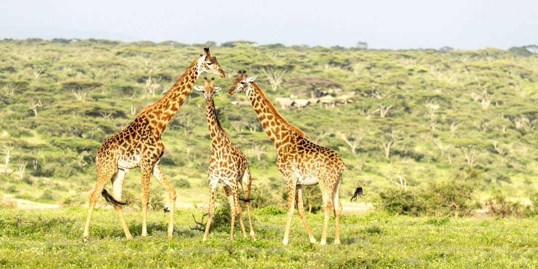 Découverte de la grande migration en Tanzanie