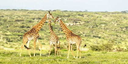 Découverte de la grande migration en Tanzanie - Image 3