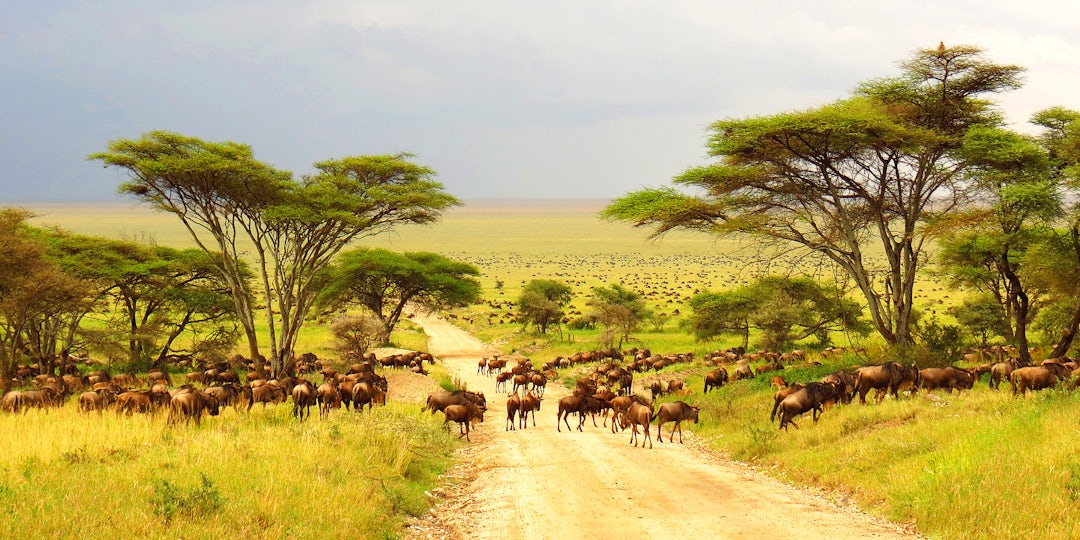 Circuit Kilimandjaro et Zanzibar