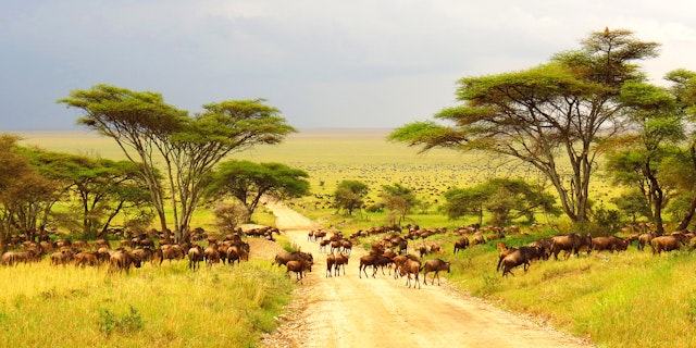 Ndutu-5