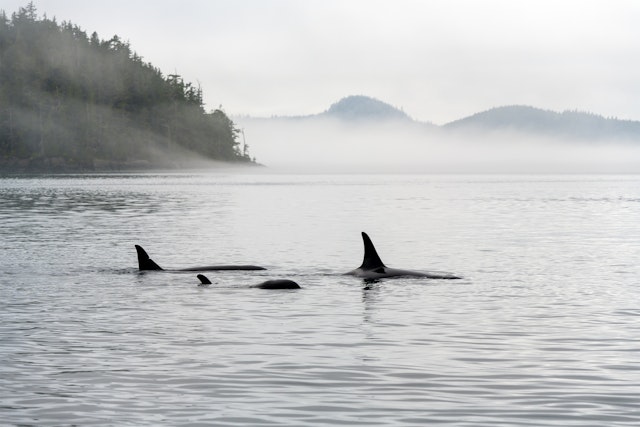Port Hardy-2