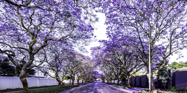 Gauteng-6