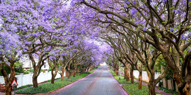 Gauteng-8
