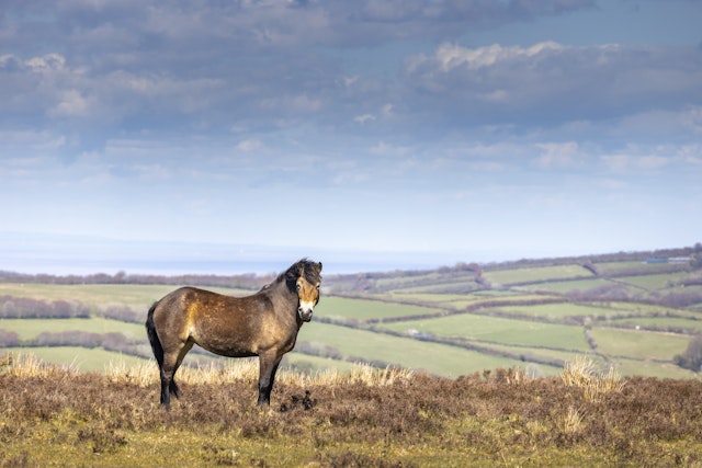 Exmoor National Park-0