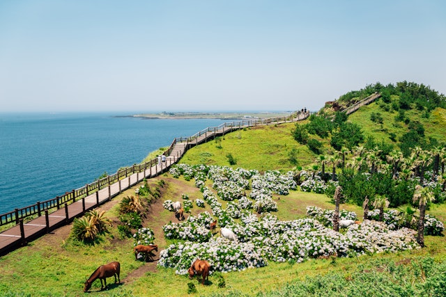 Jeju-4