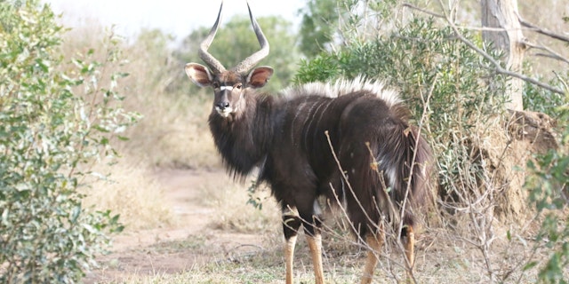 Mkhaya Game Reserve-3