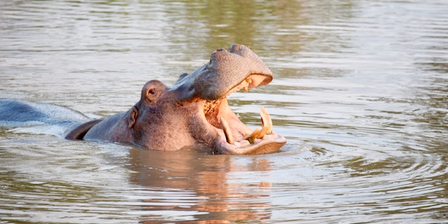 Mkhaya Game Reserve-1