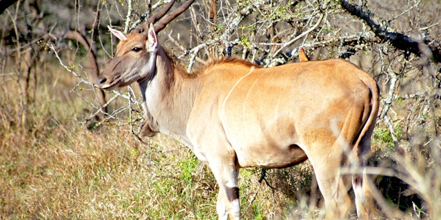 Mkhaya Game Reserve-4