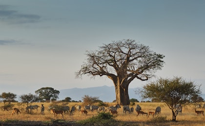 2 Wochen Lodge Safari in Tansania - Image 2