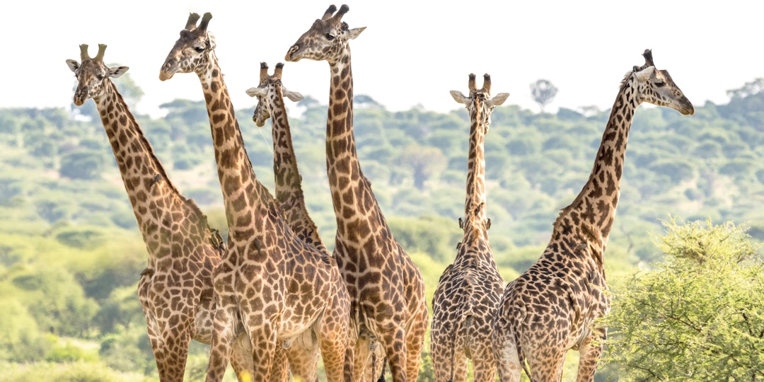 Serengeti Safari: 2 Wochen