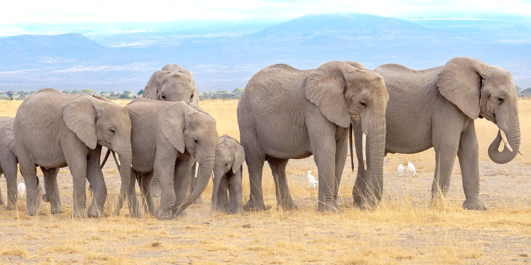 2 Wochen Lodge Safari Tansania
