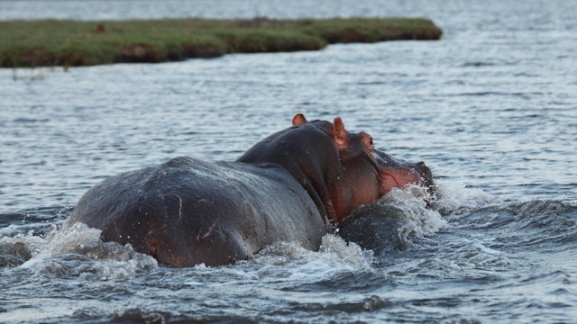 Chobe River Front-1