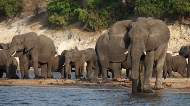 Chobe River Front-0