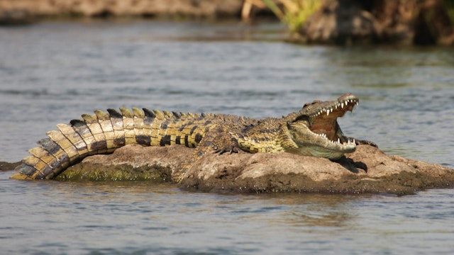 Chobe River Front-2