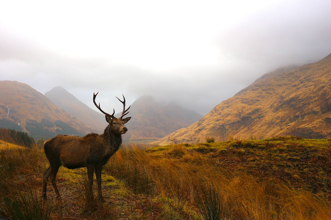 Wanderreise in Schottland für Anfänger: von Edinburgh bis Glencoe
