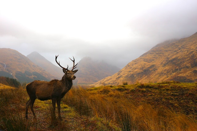 Glencoe-0