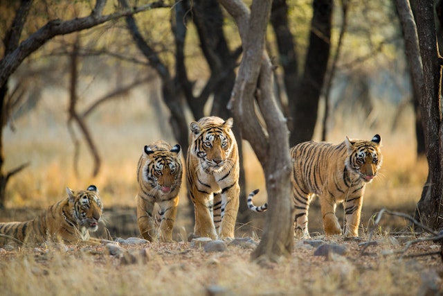 Ranthambore National Park-0