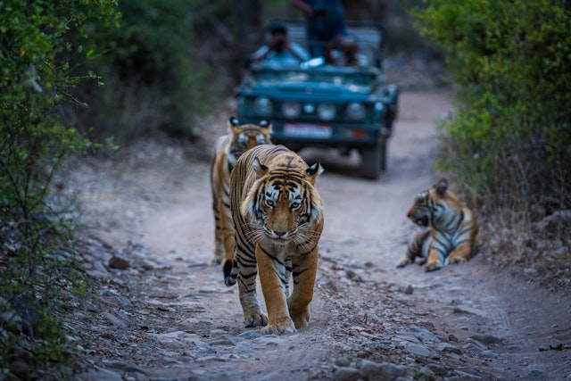 Ranthambore National Park-3