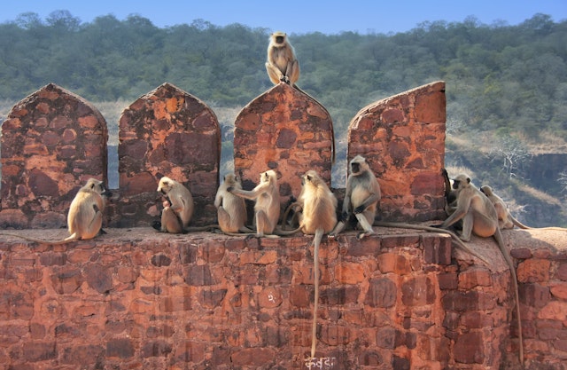 Ranthambore National Park-1