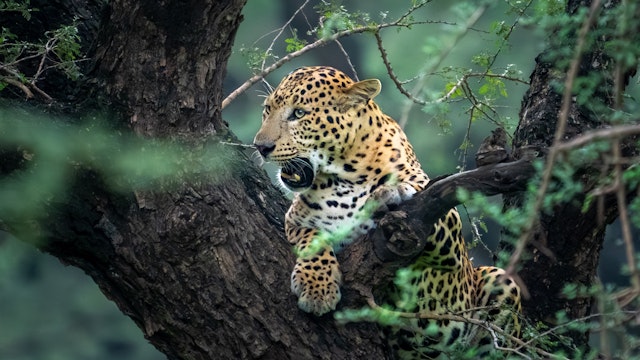 Ranthambore National Park-5
