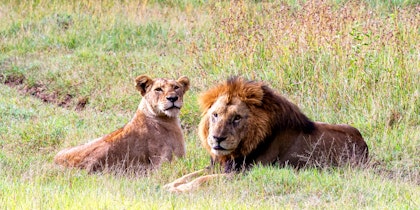 Flugsafari Kenia - Image 2