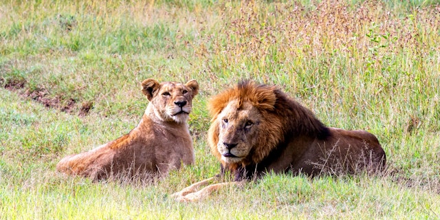 Solio Game Reserve-2