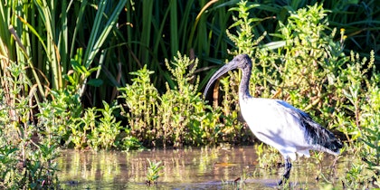 Incontournables du Kenya en safari  - Image 3