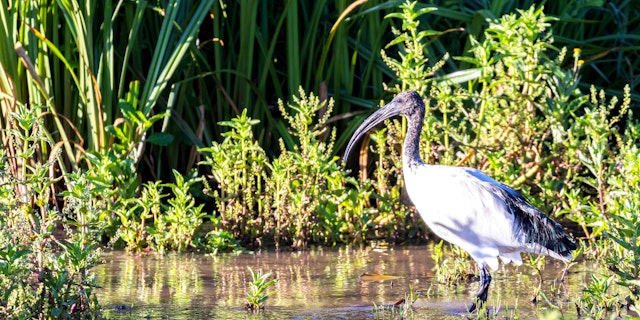 Solio Game Reserve-1