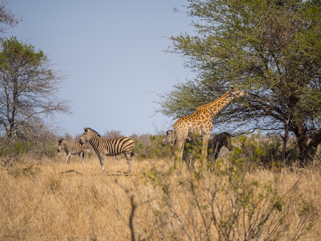Big Five Safari in Kenia