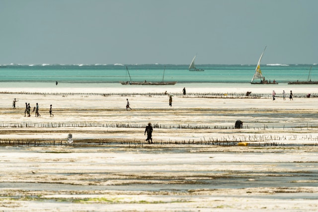 La Tanzanie, entre plage et safari