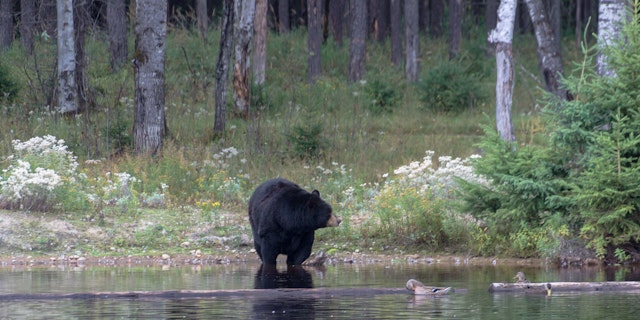 Escapade en famille au cœur de la nature